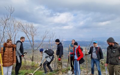 Vabilo na akcijo obnove gozdov Skupaj za Kras